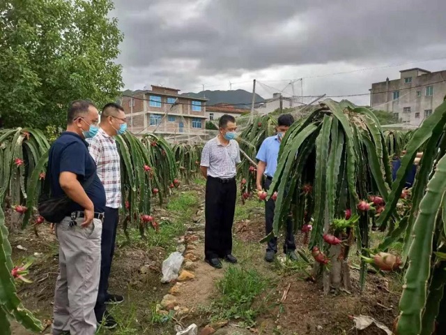 霞浦县农业农村局新项目推动农业现代化，乡村振兴再添新动力