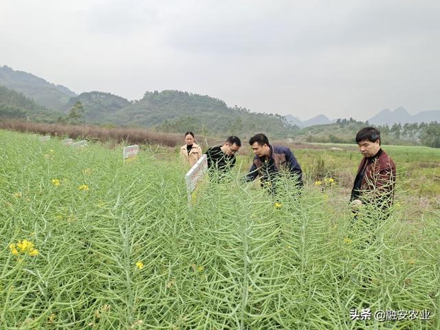 太仆寺旗农业农村局新项目推动农业现代化助力乡村振兴