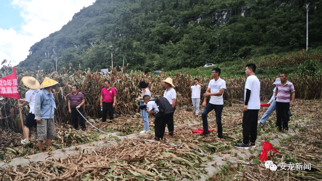 富宁县农业农村局新项目推动农业现代化助力乡村振兴